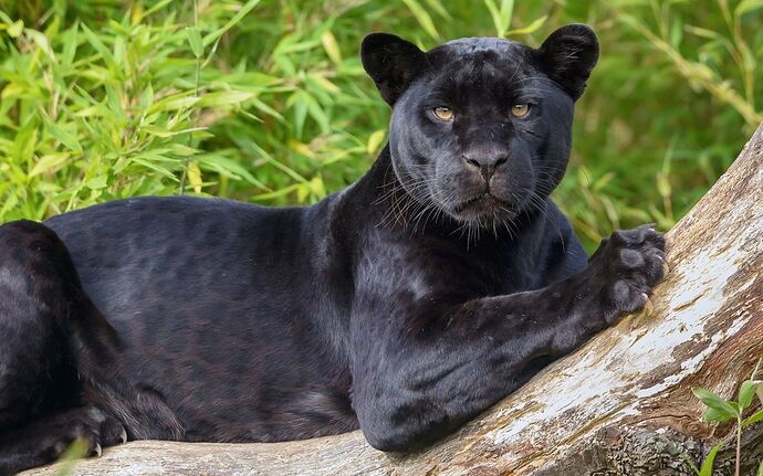Pantera-Negra-2