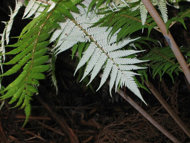 Silver_Fern.jpeg