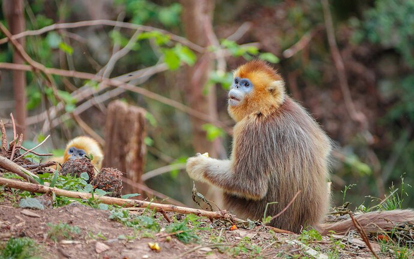 Golden-monkey-look-back-wildlife_2560x1600