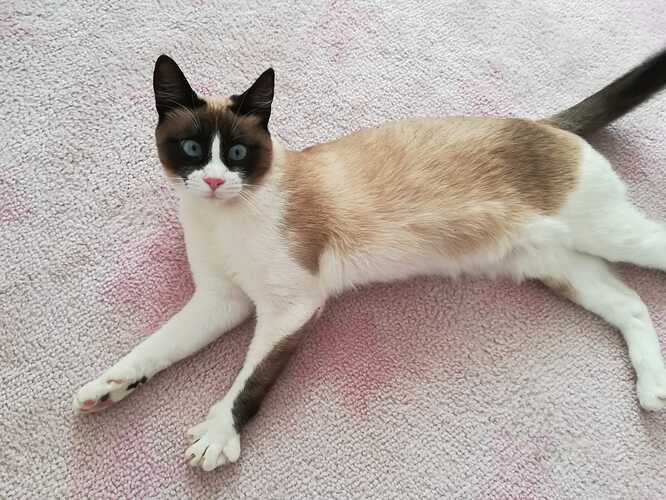 Fiona-gata-snowshoe