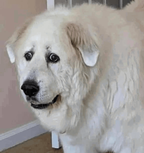 cara de perro