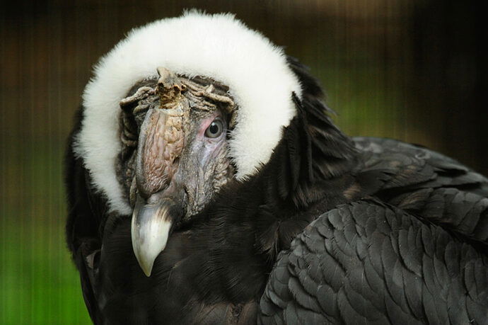 Andean-condor-10-12-09_Julie-Larsen-Maher_WCS-1200x800