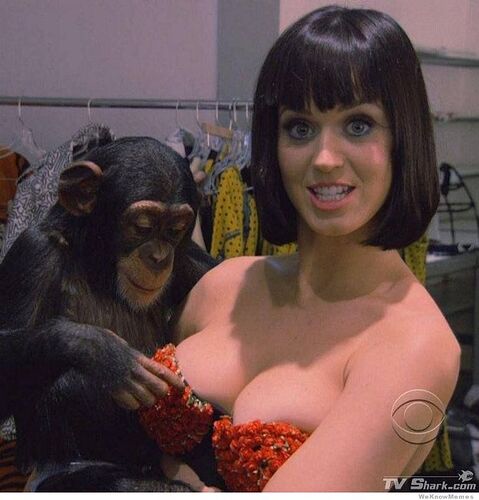 katy-monkey-