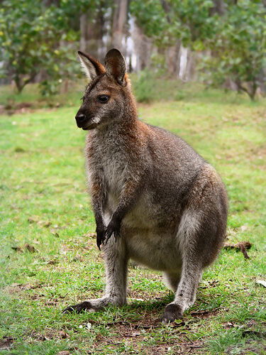 1200px-Red_necked_wallaby444