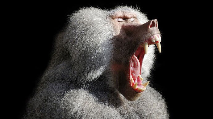 baboon_mouth_open_stock_4k_hd