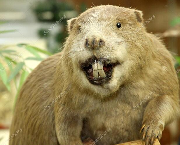 depositphotos_44188607-stock-photo-big-beaver-with-huge-incisors