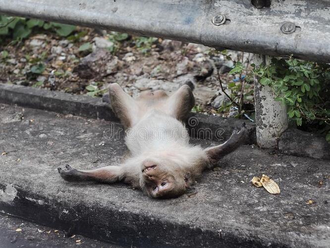 monkey-playing-dead-streetside-pedestrian-male-adult-banana-shell-him-144961008