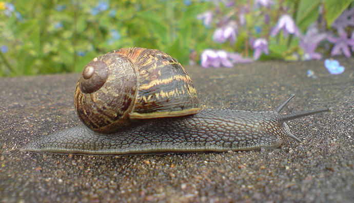 caracol_ecosistema