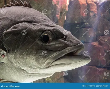 peces-curiosos-que-te-miran-cierre-de-un-pez-curioso-mirando-hacia-el-fotógrafo-241172244