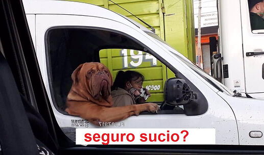 Seguro sucio perro