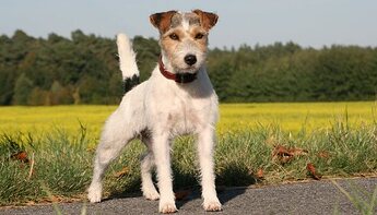 tipos-de-terrier