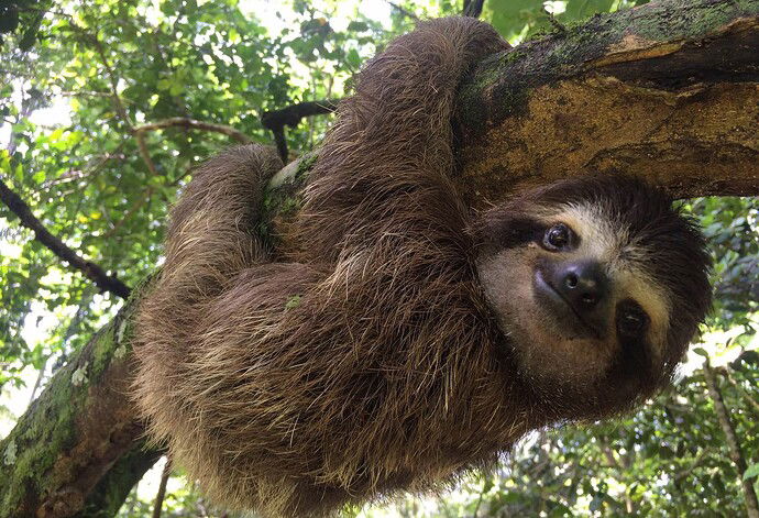 perezosos-tres-dedos-creditos-sloth-conservation-2