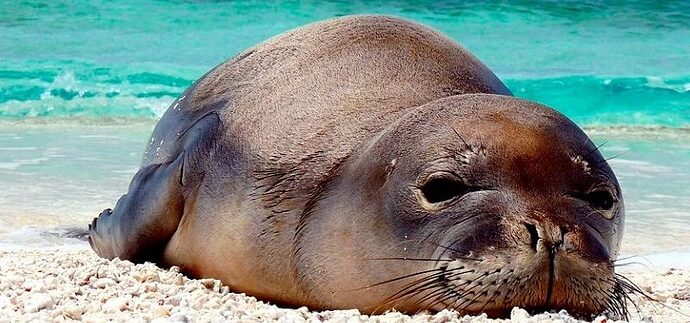 foca-monje-800x375
