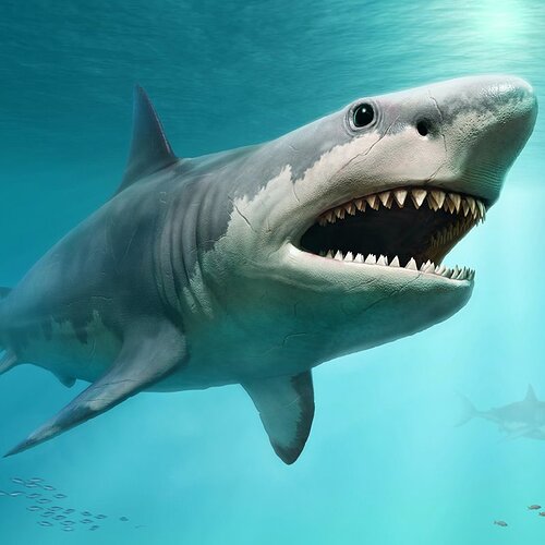 megalodon_4be82420_800x800