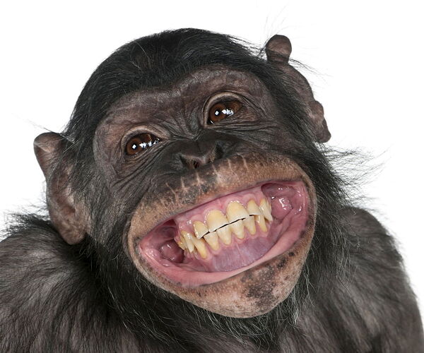 892799-monkey-snout-teeth-smile-animals-484074249