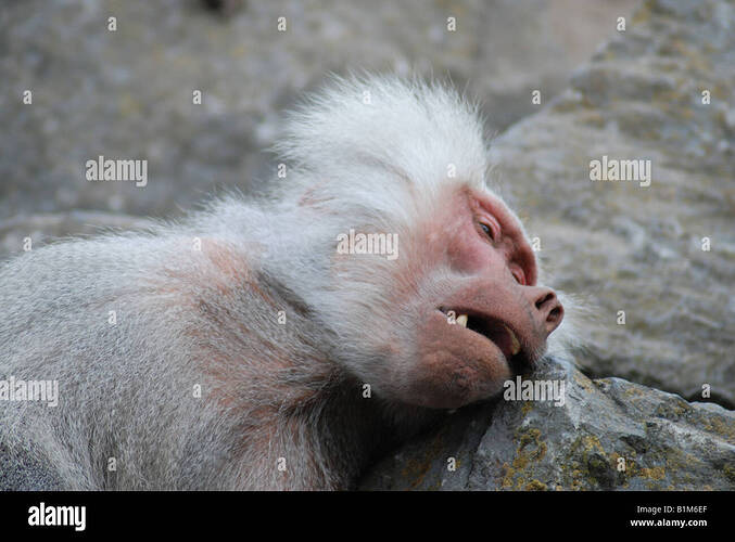 ancianidad-monkey-durmiendo-boca-abierta-b1m6ef