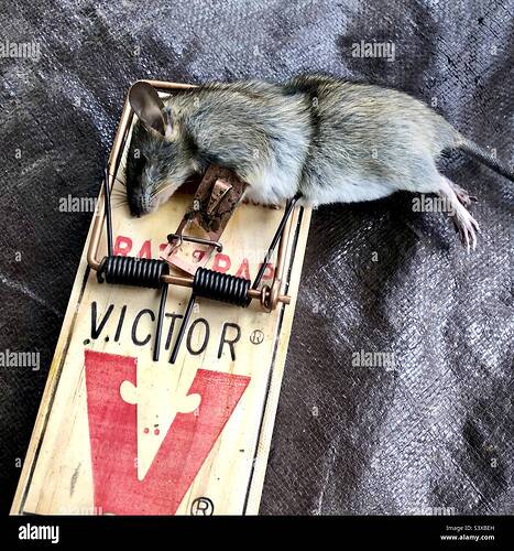 a-dead-rat-lies-caught-in-a-trap-S3XBEH-2655605529