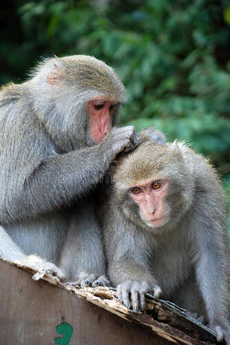 interaction-two-monkeys-grooming-18705979