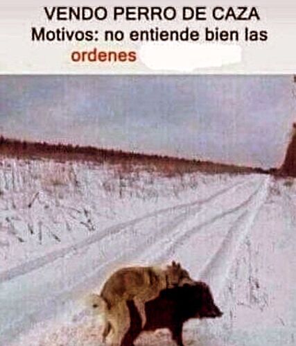 perro de caza