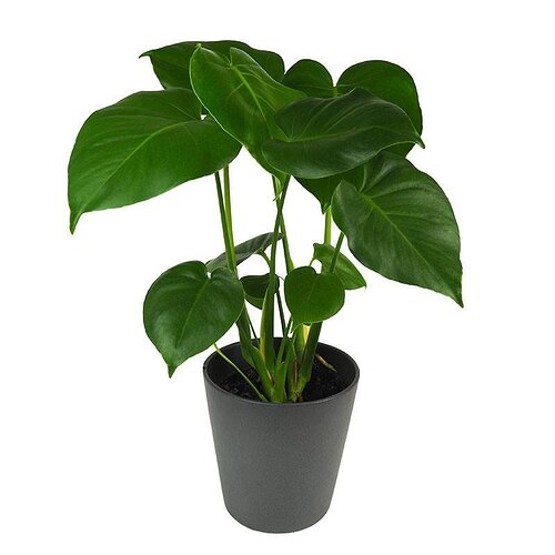 monstera_f97f4746_800x800