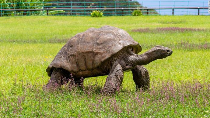 cnne-1144237-jonathan-tortuga