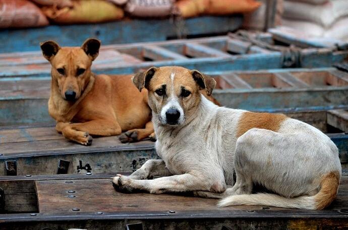 cuanto_vive_un_perro_callejero_22427_orig