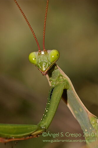 m-religiosa