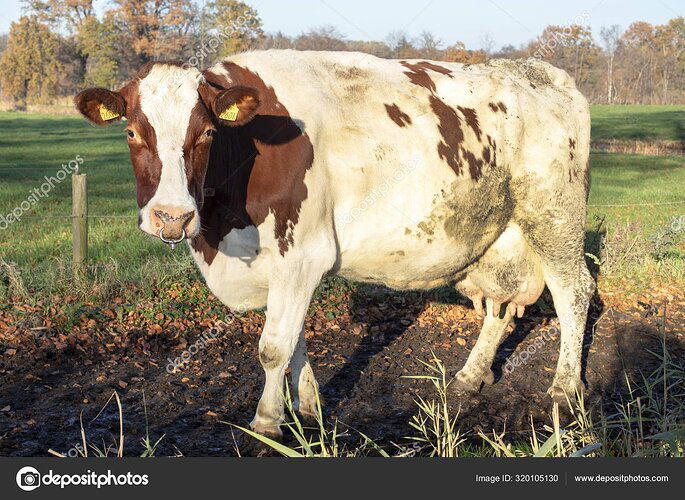 depositphotos_320105130-stock-photo-pied-cow-with-spiked-nose