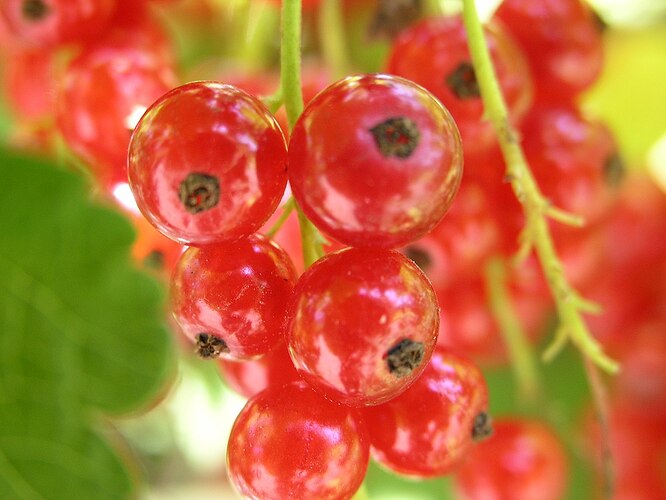1200px-Ribes_rubrum2005-07-17