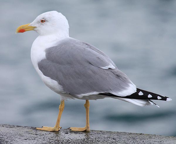 Gaviota-patiamarilla-larus-michaellis.JPG