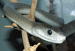 250px-Dendroaspis_polylepis_(14)
