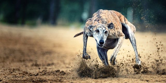 galgo-corriendo