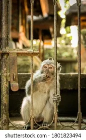 monkey-standing-behind-jail-door-260nw-1801823494