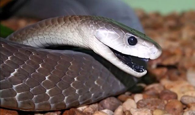 mambanegra