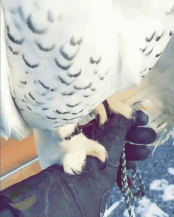 Cute-Owls-1