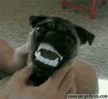 dog-pug