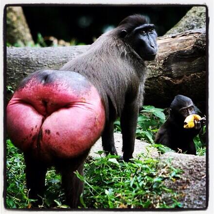 mandril