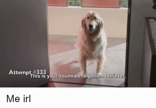 attempt-333-this-is-your-soulmate-a-golden-retriever-me-28218358