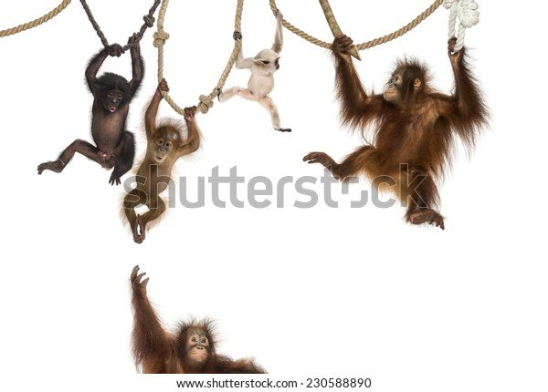 young-orangutan-pileated-gibbon-bonobo-600w-230588890