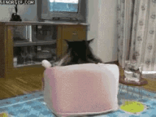 cat-watching