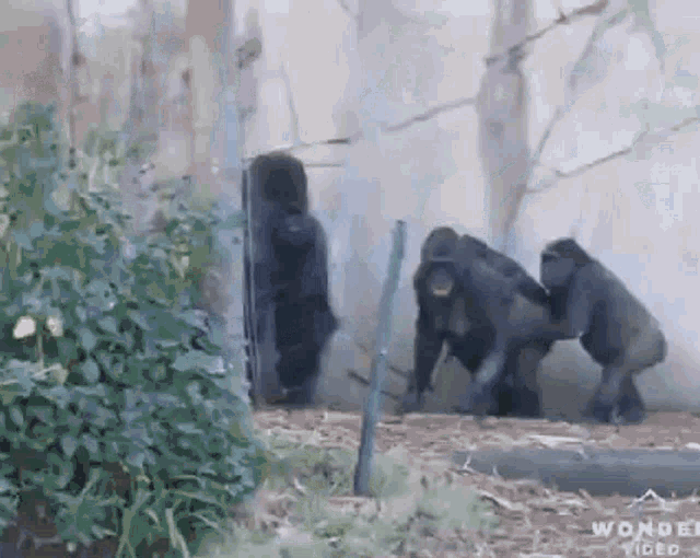 angry-gorilla
