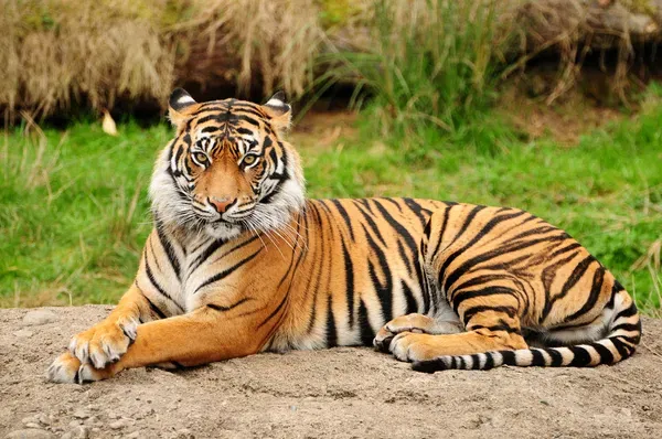 Tigre_de_Bengala_by_neelsky