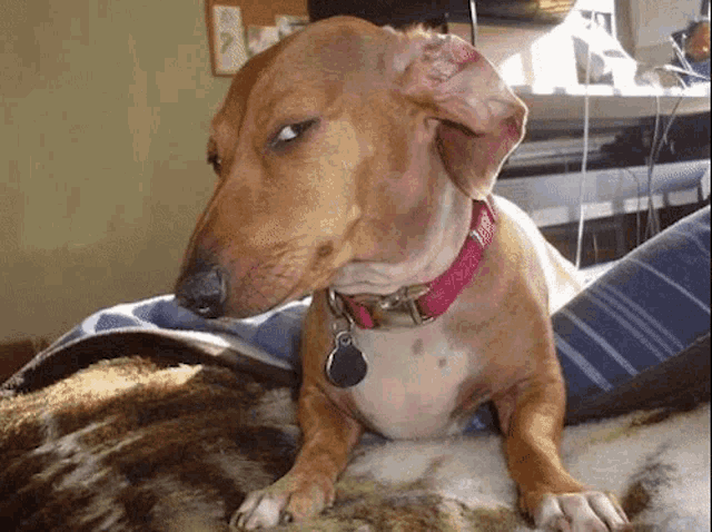 meme perro