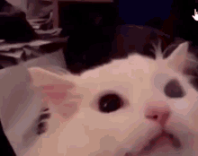 thurston-waffles-meow