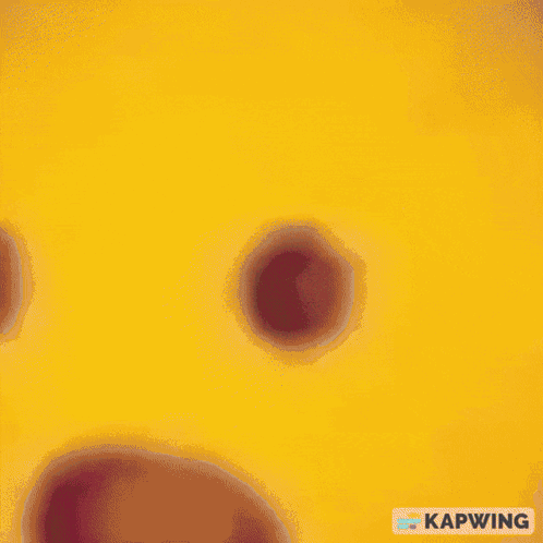 WhatImSorrrWhatGIF
