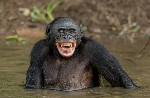 depositphotos_136551740-stock-photo-chimpanzee-bonobo-in-the-water