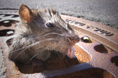 Ratte_Kanal-8700ad986111794g5937d2b9f9d4afe9